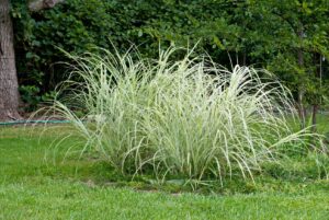 Sedge plants to absorb excess water